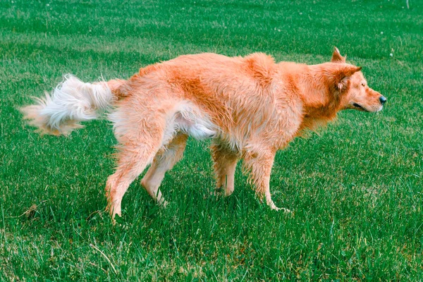 Amarelo Labrador Retriever Cão Sacudindo Água Verão Dia Quente Grama — Fotografia de Stock