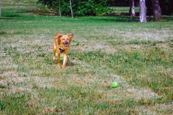 Mutlu genç köpek oynuyor, yaz parkında tenis topuyla koşuyor..