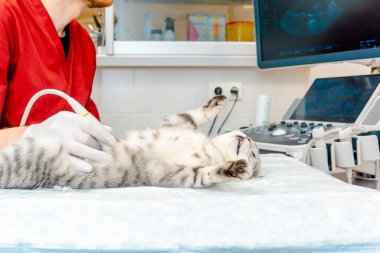 Veteriner kliniğinde ultrason sırasında küçük gri bir kedi masada yatıyordu. Tıbbi ekipmanlar arka planda görüntüleniyordu..