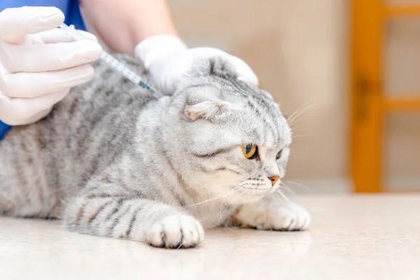 Veterinarian doing vaccination to beauty cat lying on table.Veterinarian giving injection to Scottish Fold cat.Vaccination concept.Pets healthcare.
