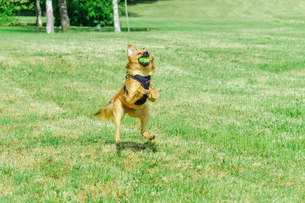Cute Young Dog Catches Flying Tennis Ball Summer Day — Stock Photo, Image