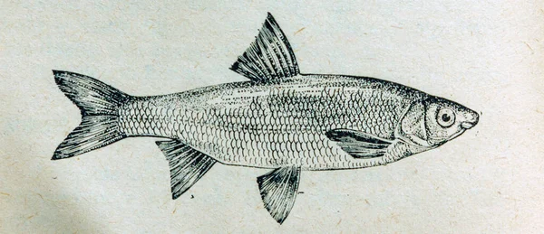Ryba Czytuje Narysowana Kawałku Papieru Białe Tło — Zdjęcie stockowe
