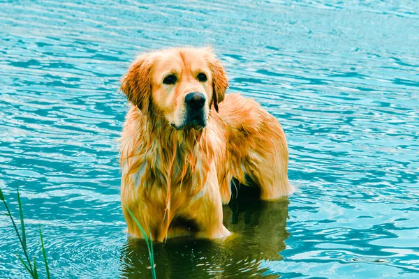 Влажный Собачий Лабрадор Играющий Воде Летом Золотистый Ретривер Отдыхающий Пляже — стоковое фото