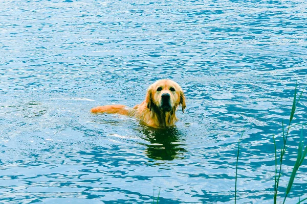 Wet Dog Labrador Playing Water Summer Golden Retriever Resting Beach — Stock Photo, Image
