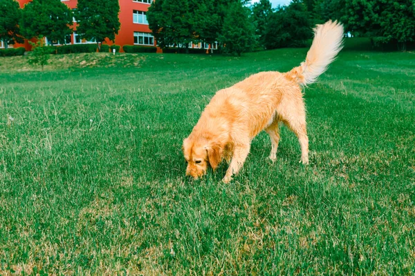 Çimleri Koklayan Labrador Köpeği Golden Retriever Yeşil Çimenleri Kokluyor Genç — Stok fotoğraf