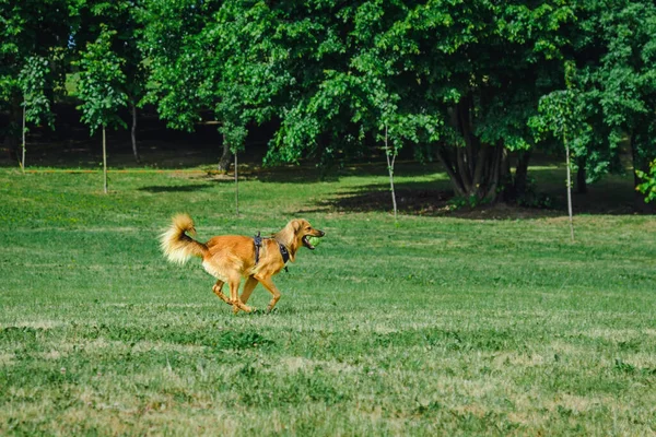 夏の公園の日にテニスボールで走る幸せな若い犬の遊び — ストック写真