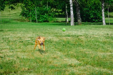 Mutlu genç köpek oynuyor, yaz parkında tenis topuyla koşuyor..