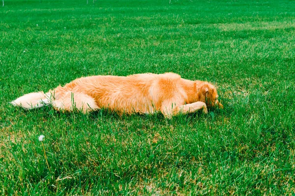 Krásný Zlatý Retrívr Pes Ležící Zelené Trávě Letní Den — Stock fotografie