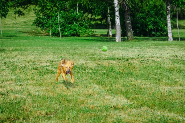 Mutlu Genç Köpek Oynuyor Yaz Parkında Tenis Topuyla Koşuyor — Stok fotoğraf