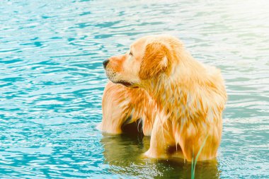 Yazın suda oynayan ıslak köpek labrador sahilde dinlenen golden retriever seyahat konsepti, doğal hayvanlar..