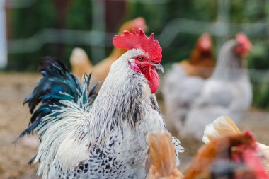 Ağının arkasındaki ağdaki renkli horoz kameraya bakıyor. Yakından..