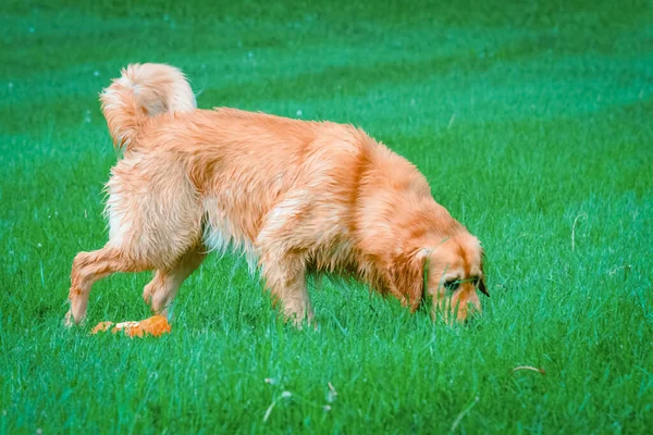 Arany Labrador Retriever Kutya Szagolgatja Füvet Golden Retriever Szimatol Zöld — Stock Fotó