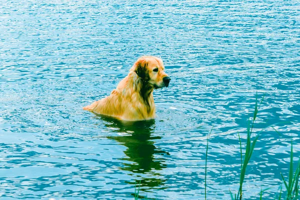 Wet Dog Labrador Playing Water Summer Golden Retriever Resting Beach — Stock Photo, Image