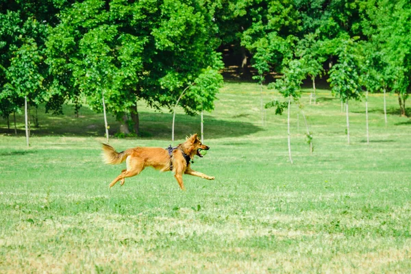 Szczęśliwy Młody Pies Gra Działa Piłką Tenisową Letni Dzień Parku — Zdjęcie stockowe