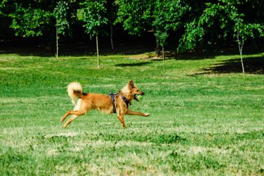 Mutlu genç köpek oynuyor, yaz parkında tenis topuyla koşuyor..