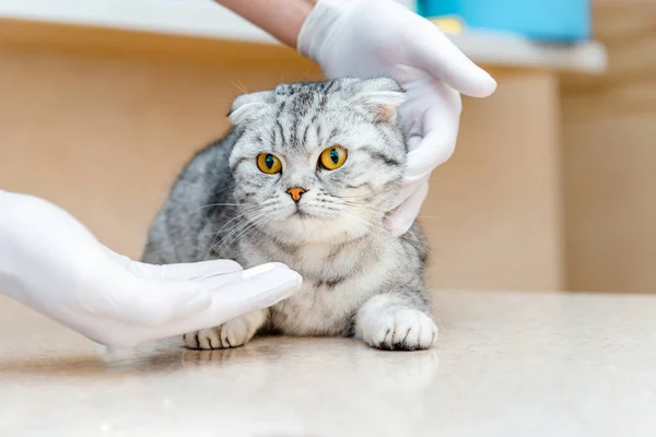 stock image Vet gives medication for animal.a white tablet is given to a cat gray Scottish Fold cat.The concept of taking medicines for animals,anthelmintics,veterinary medicine.