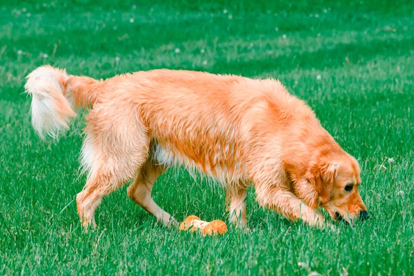Golden Labrador Retriever Perro Olfateando Hierba Golden Retriever Huele Hierba —  Fotos de Stock