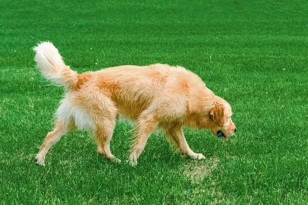 移動中のゴールデンラボの犬 ウェットレトリバー犬は夏の日に歩く アクティブ犬屋外 — ストック写真