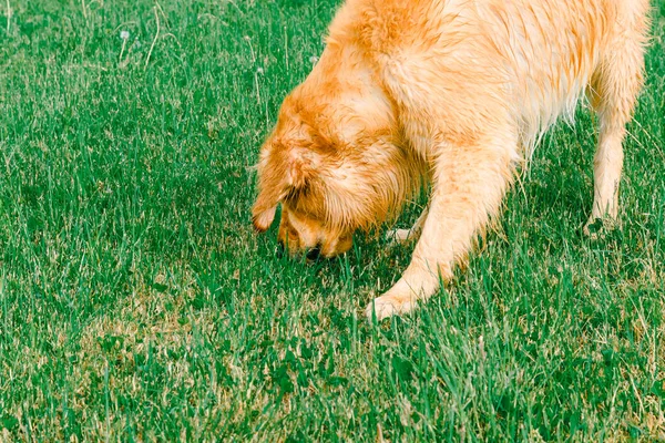 Ένα Σκυλί Λαμπραντόρ Ριτρίβερ Μυρίζει Γρασίδι Golden Retriever Sniffs Πράσινο — Φωτογραφία Αρχείου