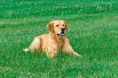 Güzel Golden Retriever köpeği yeşil çimlerin üzerinde yatıyor..