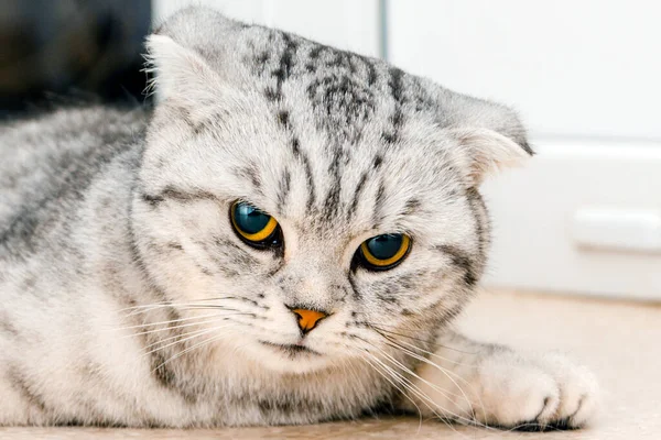 Кіт Лежить Підлозі Ветеринара Офіції Шотландська Порода Кіт Чекає Початку — стокове фото