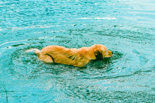 Nasser Hundelabrador Der Sommer Wasser Spielt Golden Retriever Der Sich — Stockfoto