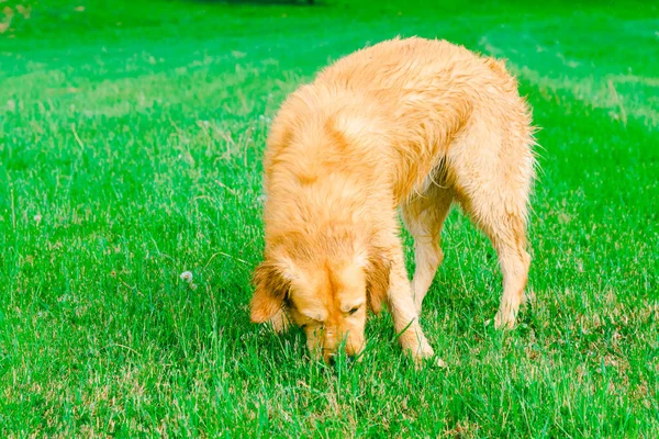 Лабрадор Хапає Собаку Яка Нюхає Траву Золотий Ретривер Нюхає Зелену — стокове фото