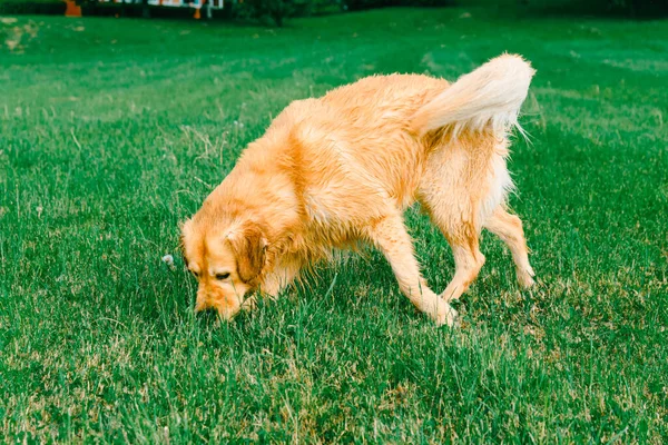 一只拉布拉多猎犬嗅到了草地 金毛猎犬在散步时嗅绿草 年轻的金毛猎犬在夏天嗅绿草 — 图库照片