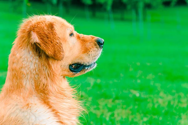Симпатичная Собака Лабрадор Парке Жаркий Летний День — стоковое фото