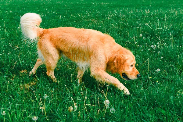 Perro Golden Lab Movimiento Perro Wet Retriever Que Camina Día —  Fotos de Stock