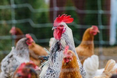 Ağının arkasındaki ağdaki renkli horoz kameraya bakıyor. Yakından..