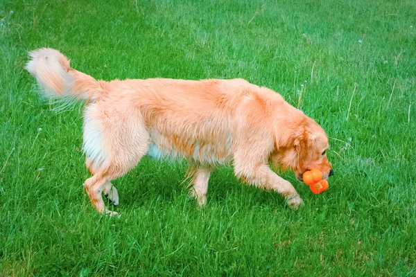 Feliz Perro Labrador Retriever Jugando Con Juguete Labrador Retriever Amarillo —  Fotos de Stock