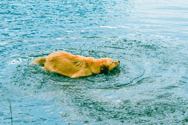 Вологий Собака Лабрадор Грає Воді Влітку Золотий Ретривер Відпочиває Пляжі — стокове фото