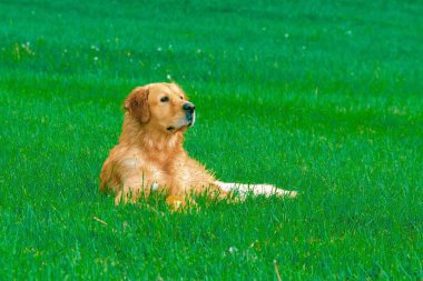 Güzel Golden Retriever köpeği yeşil çimlerin üzerinde dinleniyor..