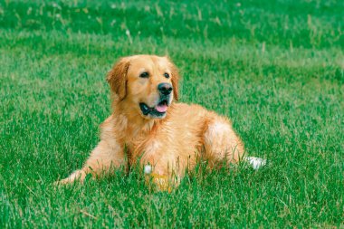 Güzel Golden Retriever köpeği yeşil çimlerin üzerinde dinleniyor..