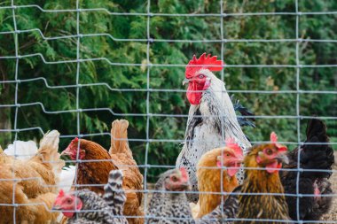 Ağının arkasındaki ağdaki renkli horoz kameraya bakıyor. Yakından..