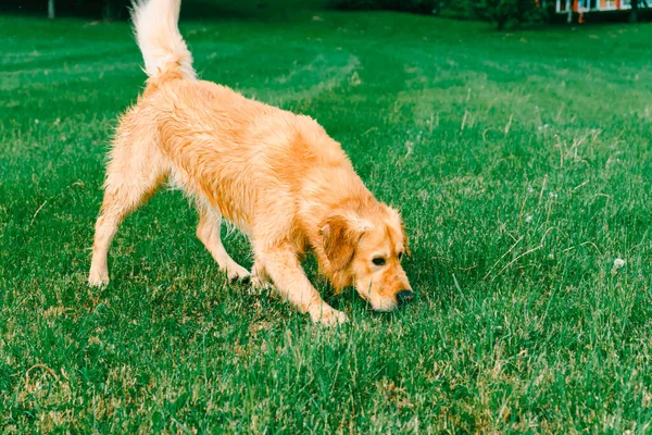 ラブラドールの検索犬が草を嗅ぐ 夏には若いゴールデンレトリバーが緑の草を嗅ぎます — ストック写真