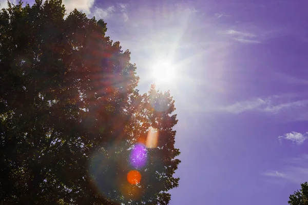 Belos Raios Sol Rompem Árvores Sun Flare Trees Mossy Woodland — Fotografia de Stock