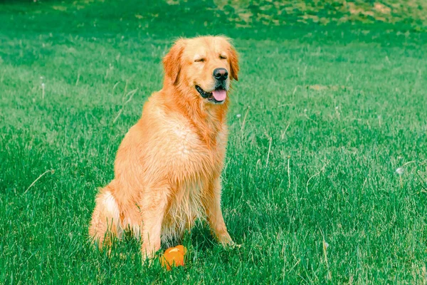 Golden Retriever Campo Cão Bonito Golden Retriever Labrador Verão Campo — Fotografia de Stock