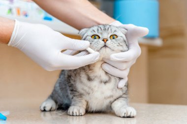 Veteriner hayvan için ilaç verir. Beyaz bir tablet kedi gri İskoç kedisine verilir. Hayvanlar, antikacılar ve veterinerler için ilaç alma kavramı.