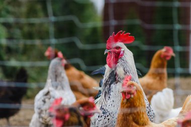 Ağının arkasındaki ağdaki renkli horoz kameraya bakıyor. Yakından..