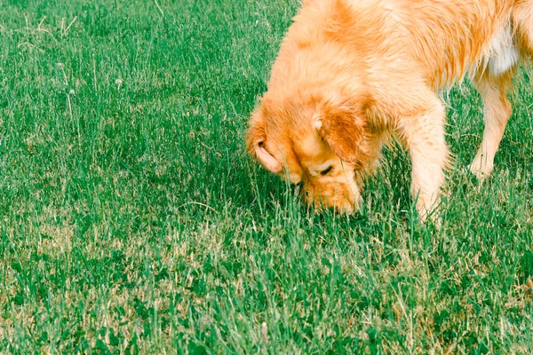 A labrador retriever dog sniffing the grass. Golden retriever sniffs green grass on a walk.Young Golden Retriever sniffs green grass in the summer.