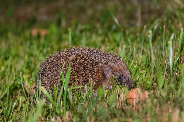 Hedgehog Hide Garden Hedgehog Looking Food Wildlife Europe West European — Stock Photo, Image