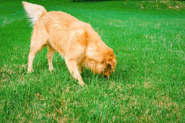 一只拉布拉多猎犬嗅到了草地 金毛猎犬在散步时嗅绿草 年轻的金毛猎犬在夏天嗅绿草 — 图库照片