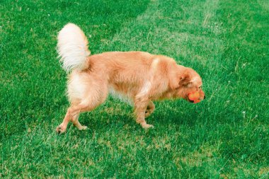 Mutlu Labrador Retriever Köpeği oyuncakla oynuyor. Meadowda sarı labrador retriever..