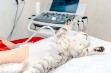 Masada yatan İskoç Katlayan Kedi. Veteriner kliniğindeki ultrason muayenesinde küçük gri bir kedi. Tıbbi ekipmanlar arka planda..