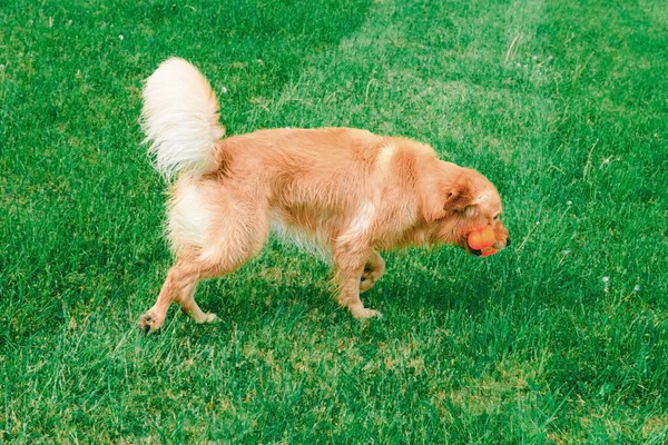 Glad Labrador Retriever Hund Leker Med Leksak Gul Labrador Retriever — Stockfoto
