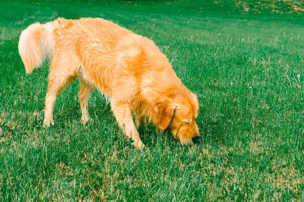 Cão Labrador Retriever Cheirar Relva Golden Retriever Fareja Grama Verde — Fotografia de Stock