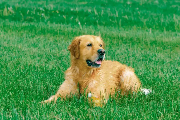 Beautiful Golden Retriever dog lying on the green grass.Summer day.