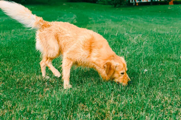 A labrador retriever dog sniffing the grass. Golden retriever sniffs green grass on a walk.Young Golden Retriever sniffs green grass in the summer.